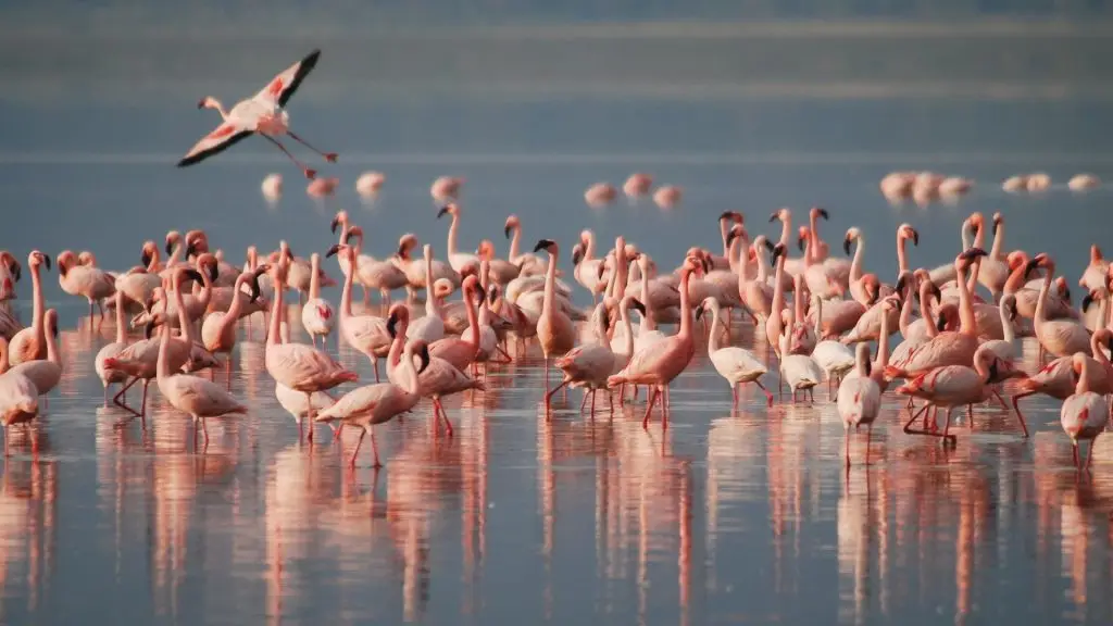 Sopa Lodge Lake Nakuru