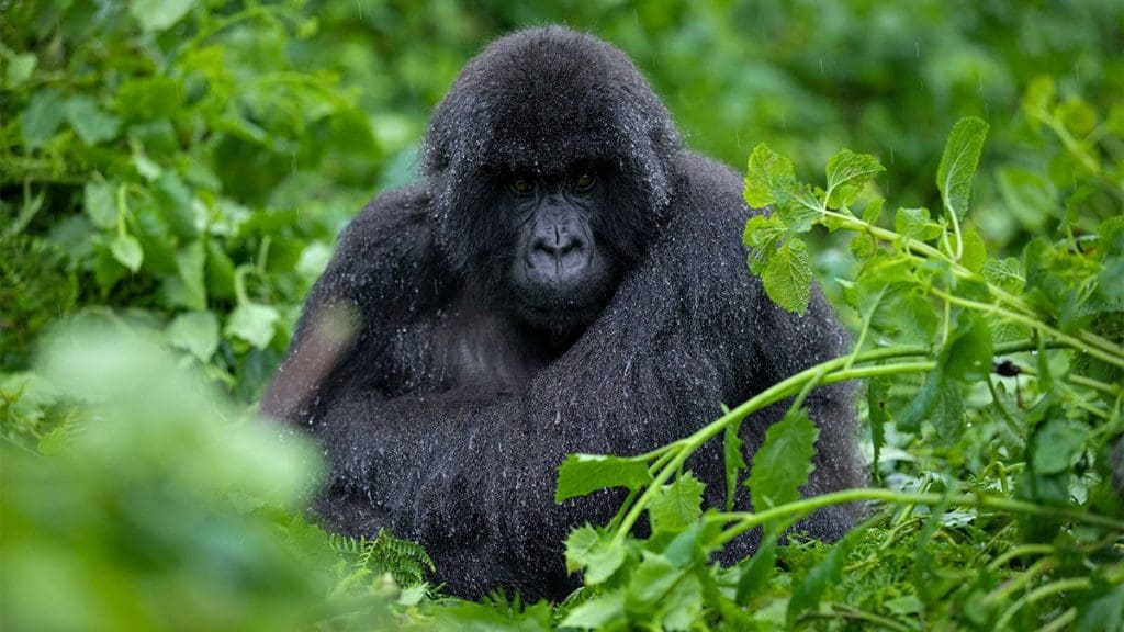 The Best Places To Go On Safari In Africa 13 Places to Go on Safari in Africa