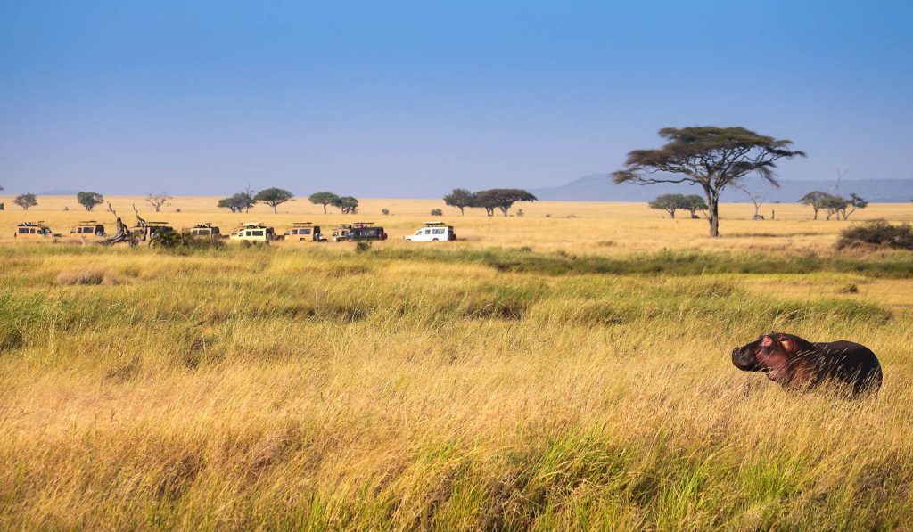 Mbuzi Mawe Serena Camp