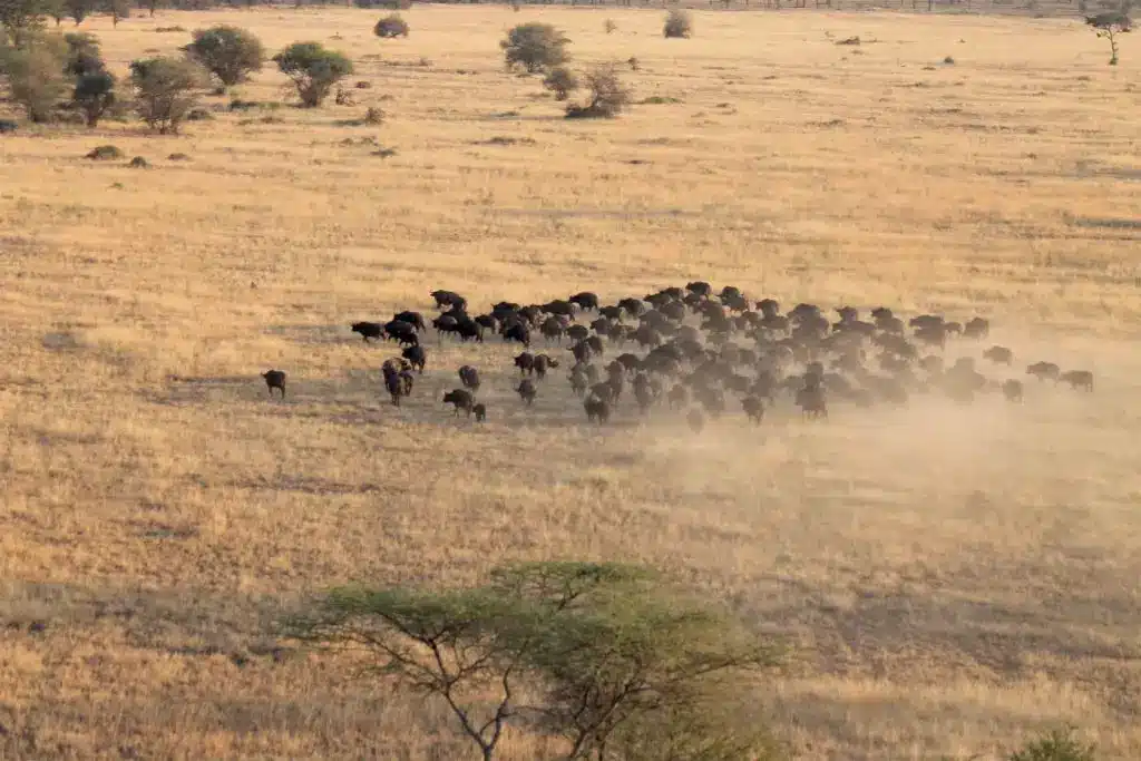 Nimali Africa Serengeti Camp