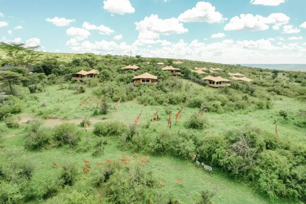Serengeti Roving Bushtops