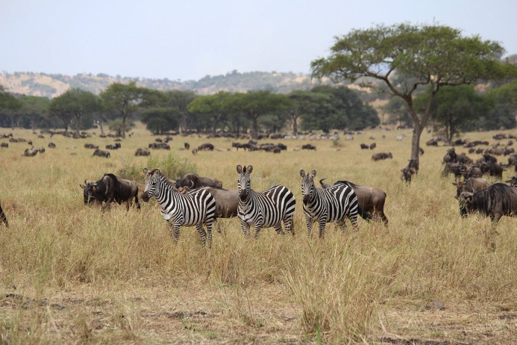 Mbugani Camp Serengeti