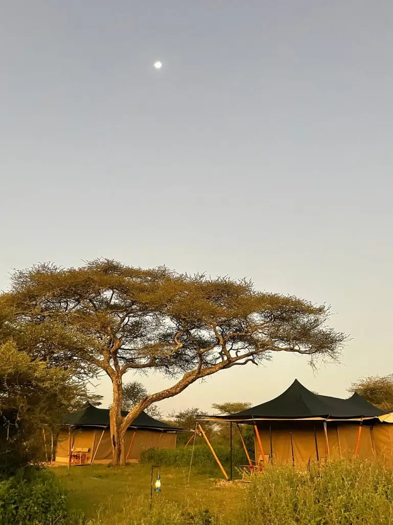Untamed Migration Camp