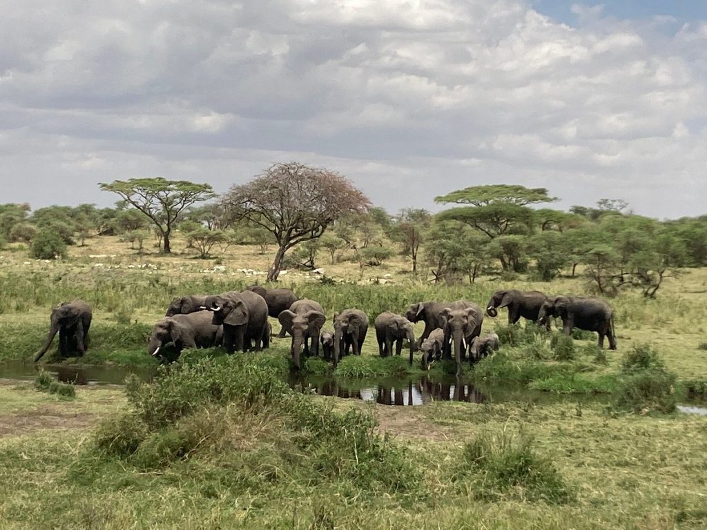 Naona Moru Tented Camp