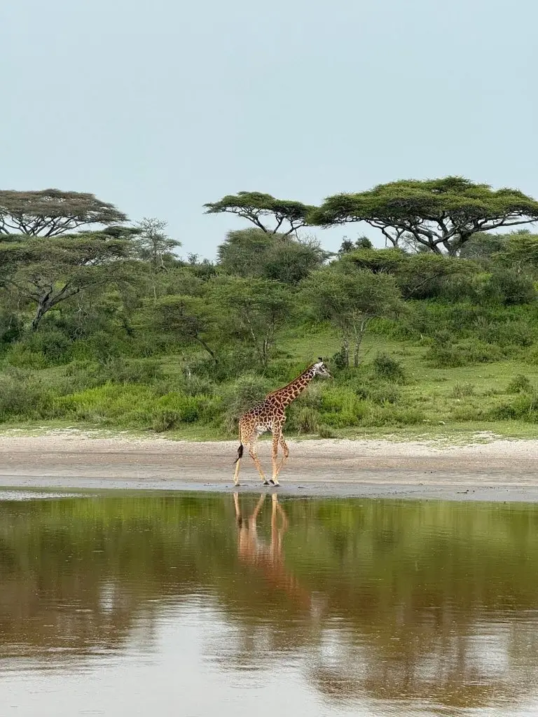 Untamed Migration Camp