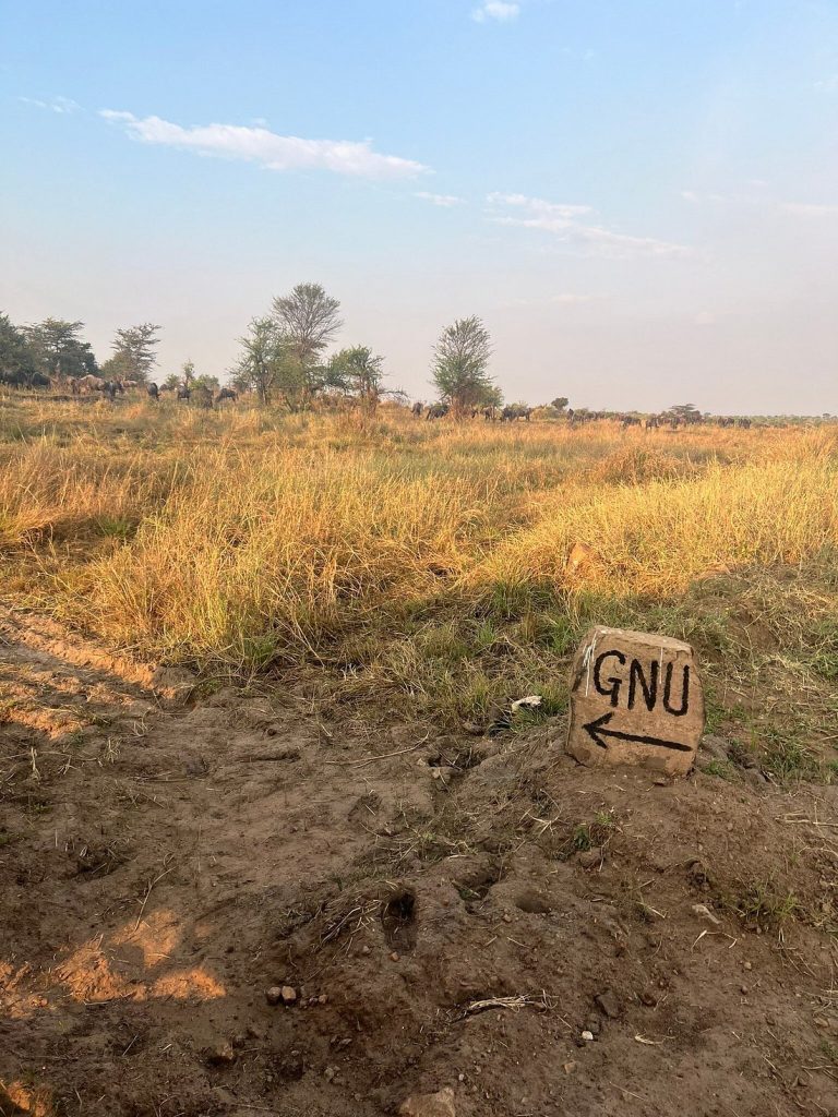 Gnu Mara Migration Camp