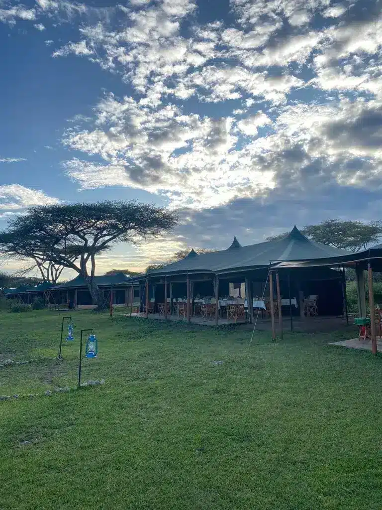 Untamed Migration Camp