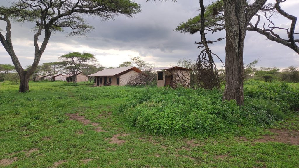 Gnu Mara Migration Camp