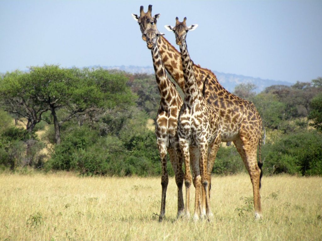 Kirawira Serena Camp