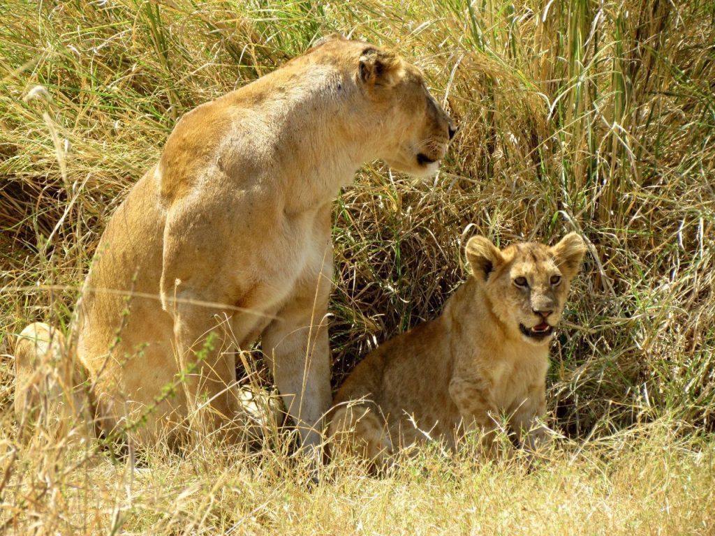 Mbuzi Mawe Serena Camp