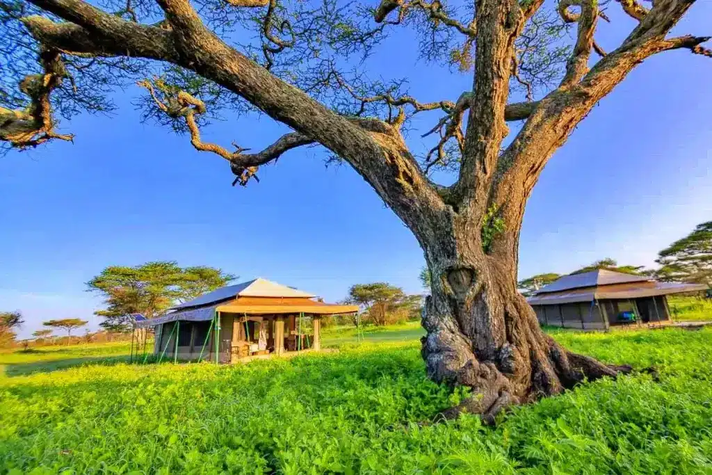 Serengeti Tanzania Bush Camp