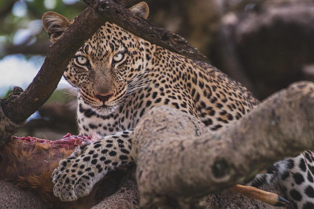 Aurari Camp Serengeti
