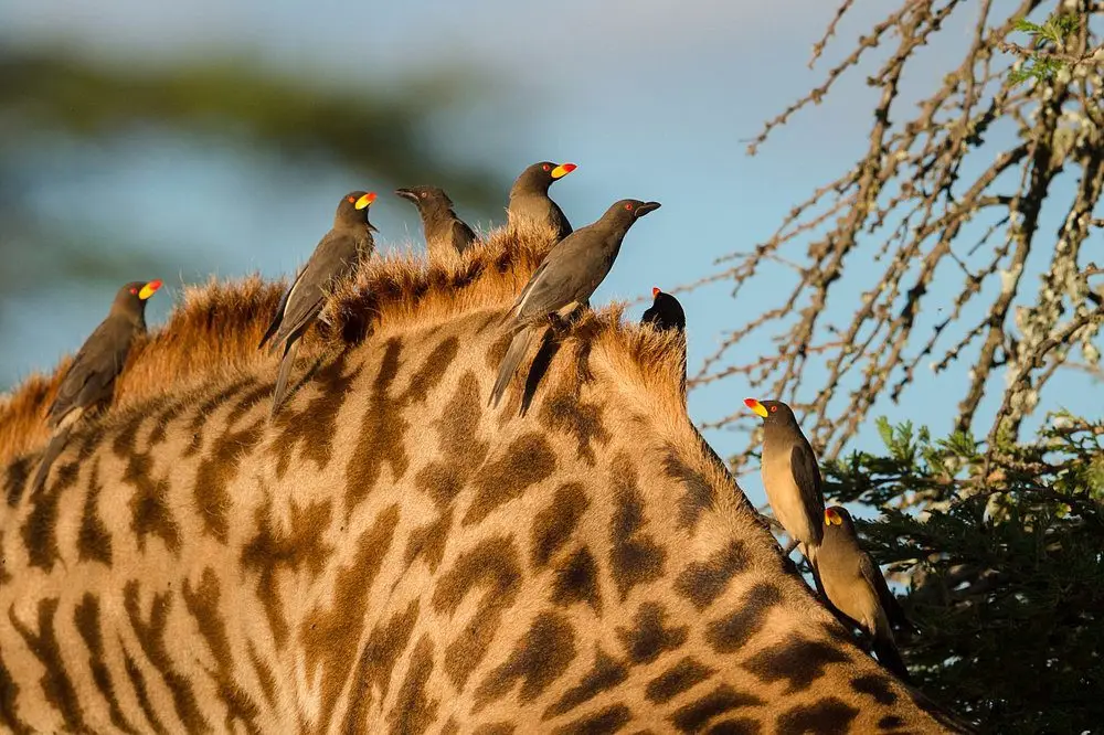 Kenya Safaris 19 Taasa Lodge
