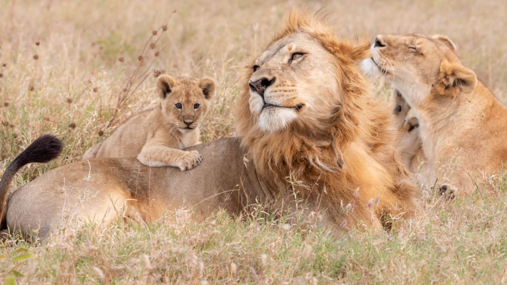 Asilia Highlands Ngorongoro