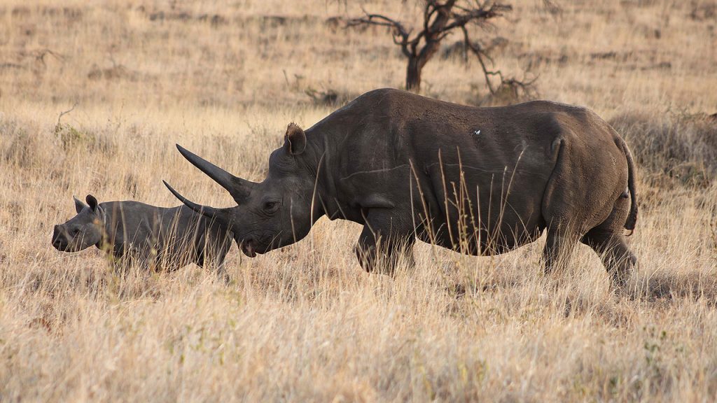 elewana lewa safari camp