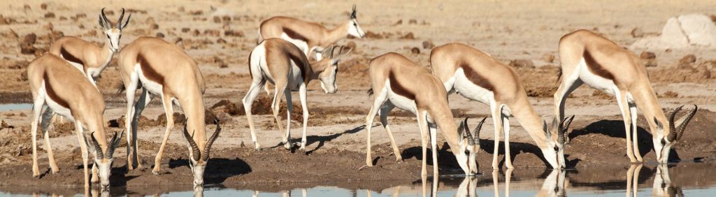 Nxai Pan National Park