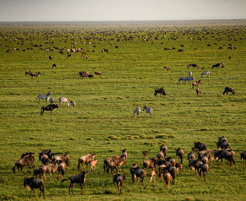 A Guide To Wildebeest Calving Season 10 Ngorongoro Conservation Area