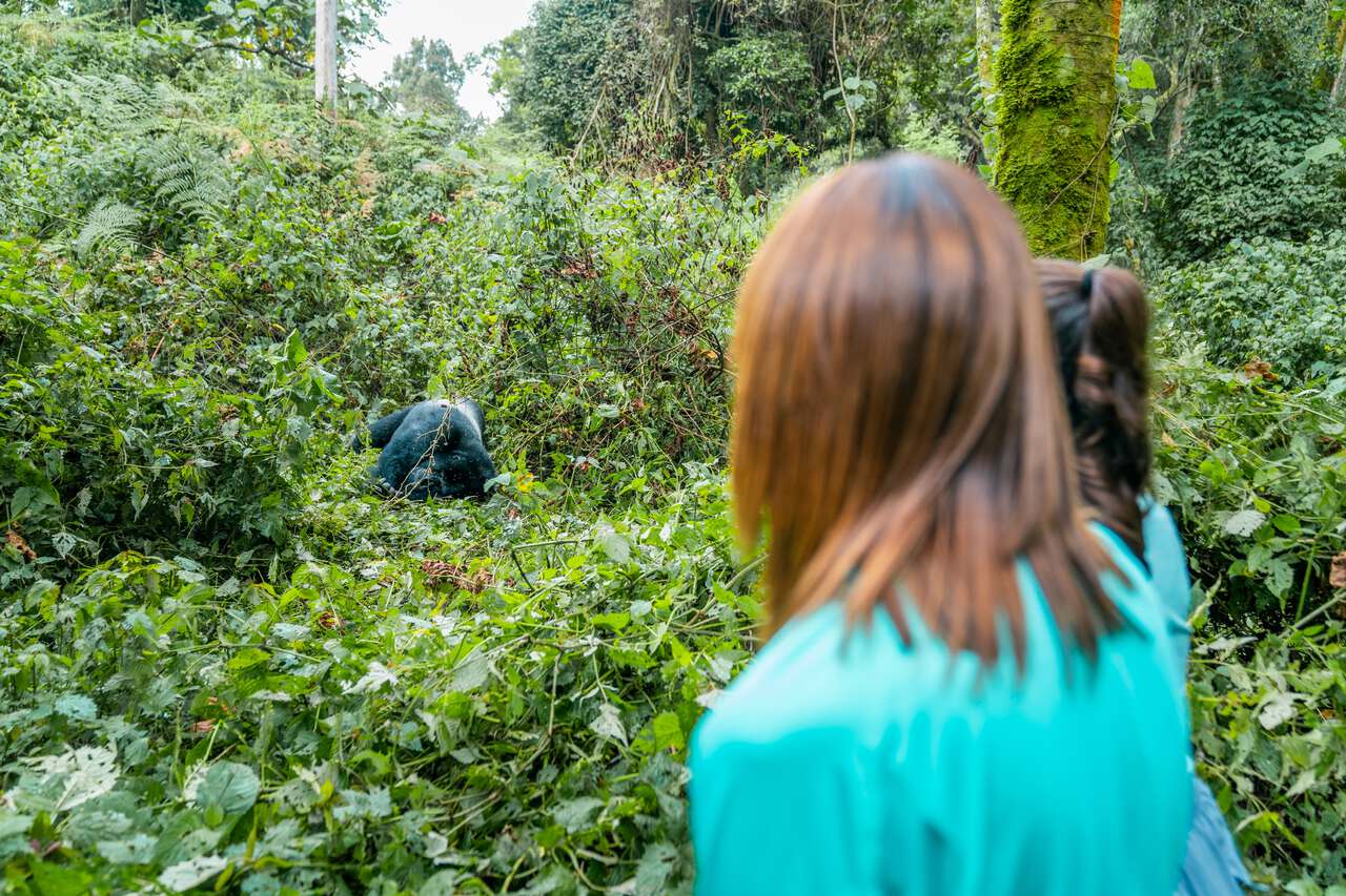 Gorilla Trekking in Uganda
