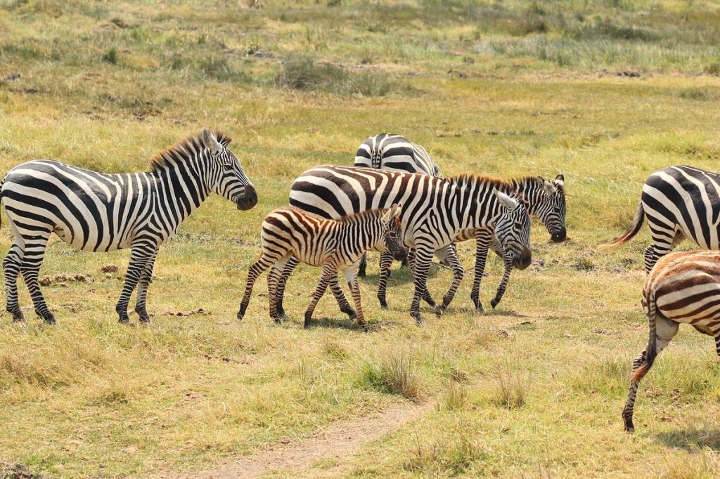 Lemala Ngorongoro Camp