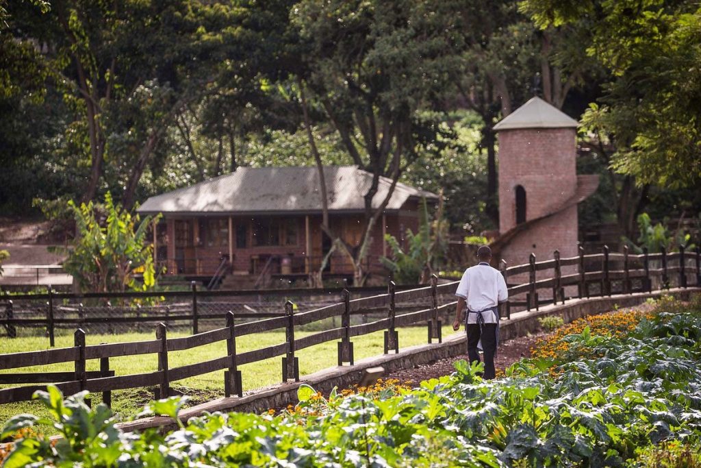 Gibb's Farm Ngorongoro