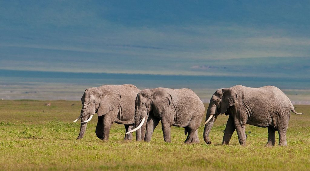 Gibb's Farm Ngorongoro