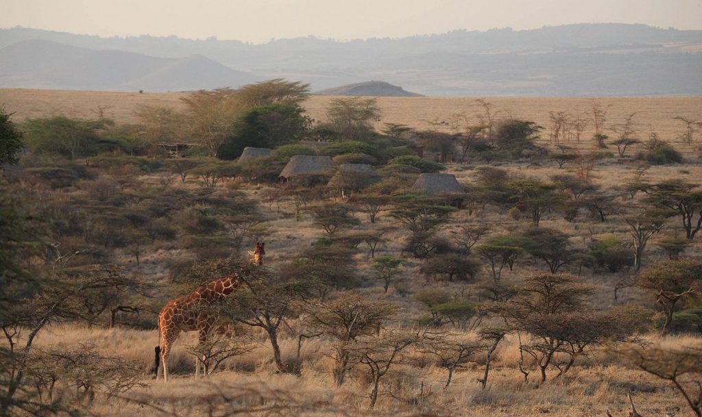 elewana lewa safari camp