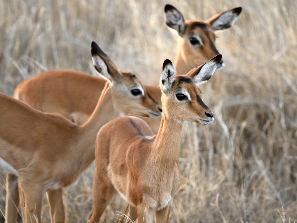 laikipia plateau