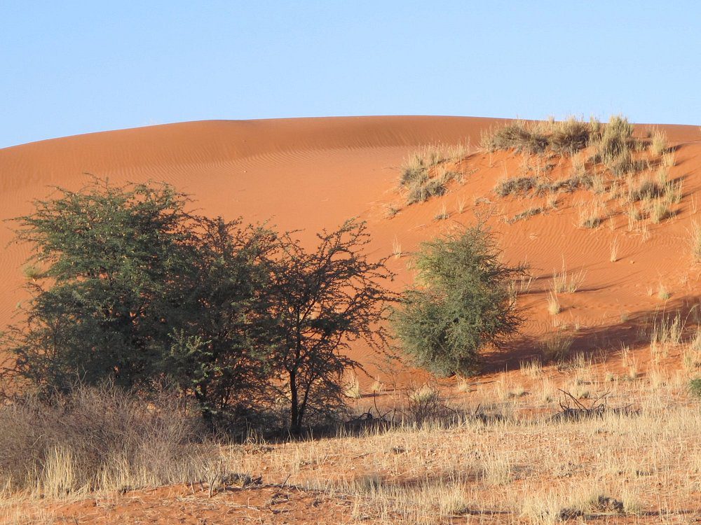 Kgalagadi Transfrontier Park