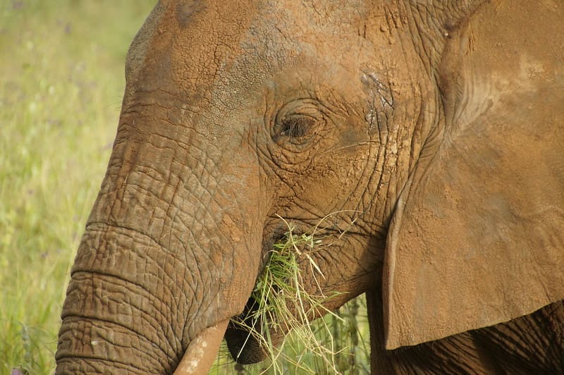 tarangire tours tanzania safari