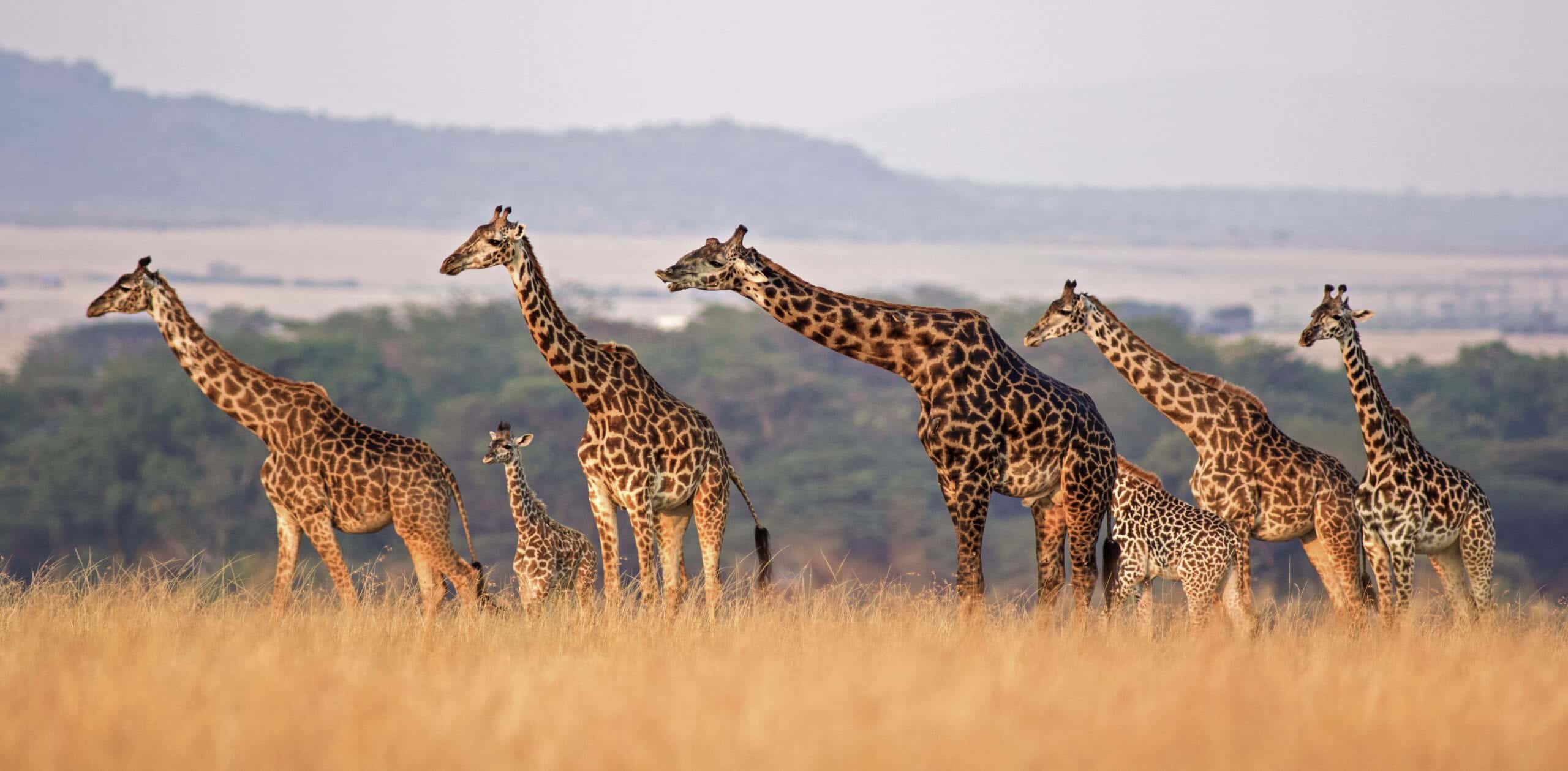 Serengeti Safaris - Serengeti National Park Safaris