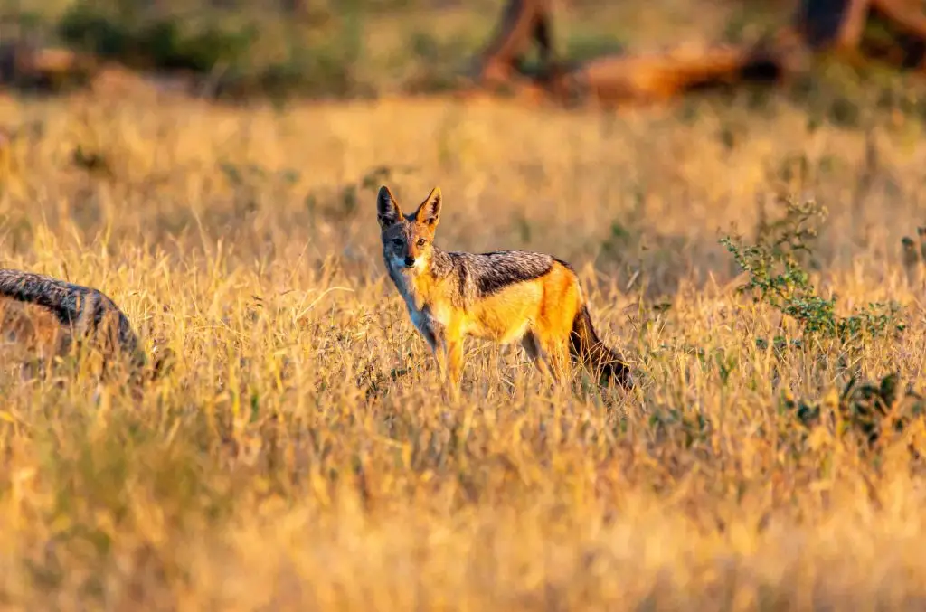 Sibiloi National Park