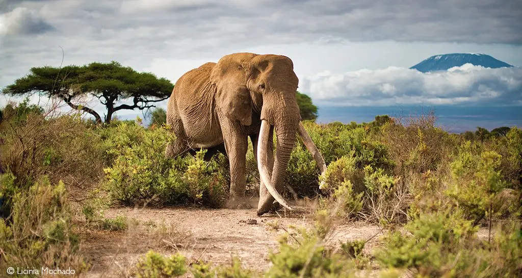 Why Amboseli Is Kenya'S Top Elephant Spot 3 Why Amboseli is Kenya’s Top Elephant Spot