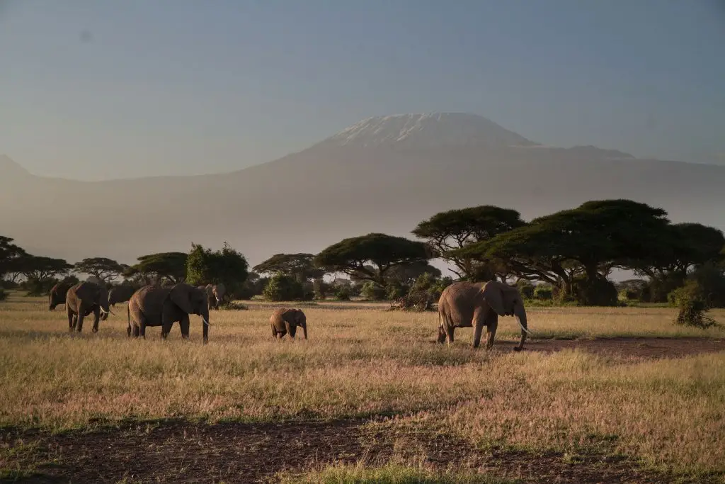 Why Amboseli Is Kenya'S Top Elephant Spot 4 Why Amboseli is Kenya’s Top Elephant Spot