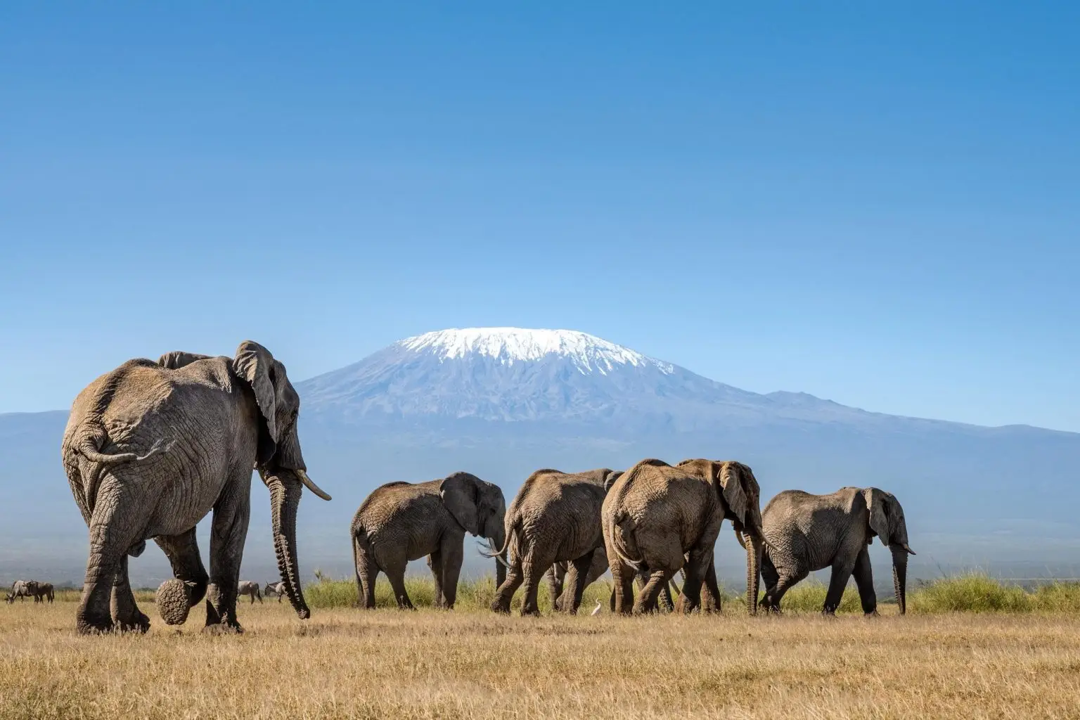 https://cheetahsafaris.com/wp-content/uploads/2025/02/angama-amboseli-elephants-mount-kilimanjaro_lr-scaled-1-1536x1024.webp