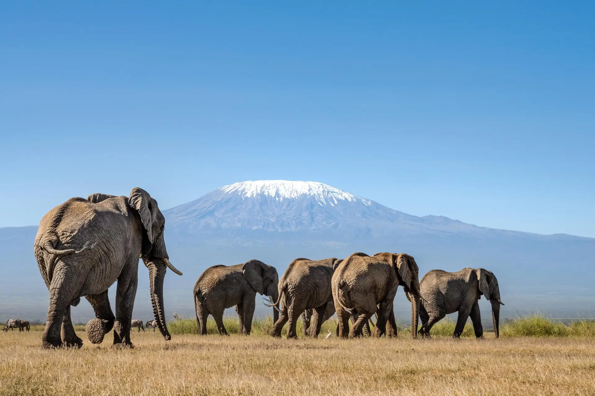 Why Amboseli is Kenya’s Top Elephant Spot