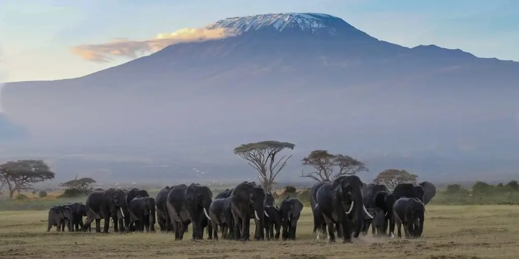 Why Amboseli Is Kenya'S Top Elephant Spot 1 Why Amboseli is Kenya’s Top Elephant Spot