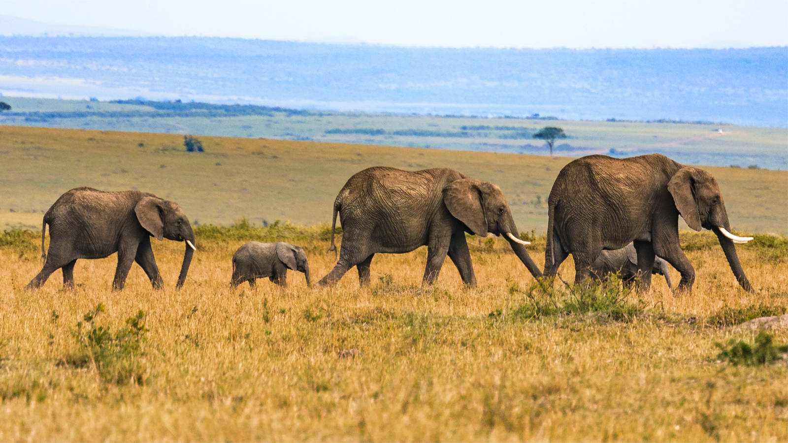 Zambia Safaris 12 Luxury Zambia Safaris