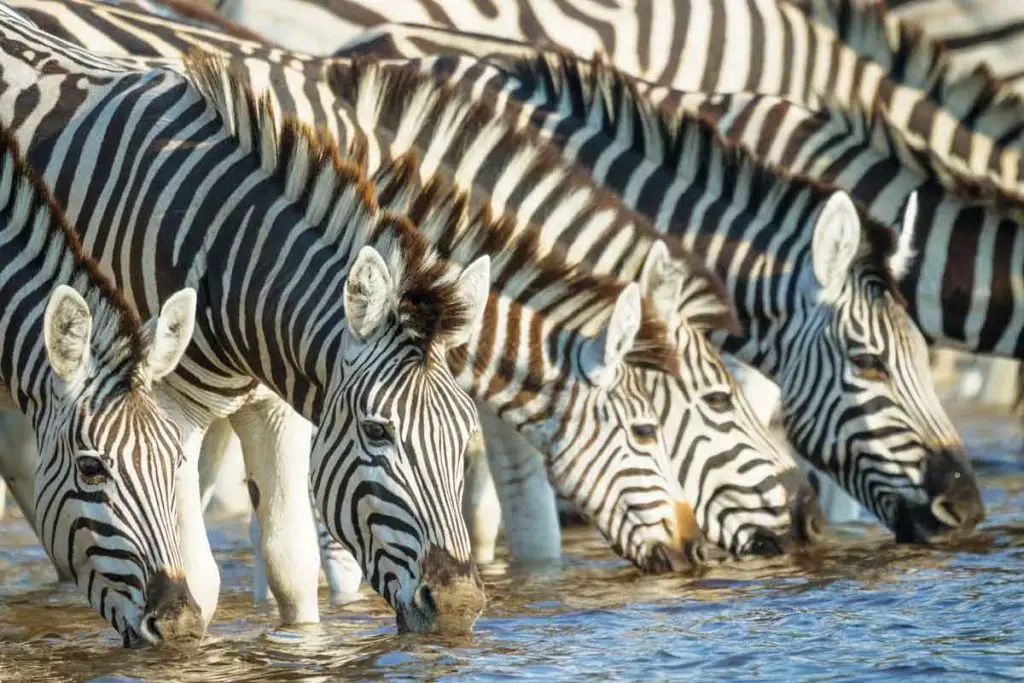 The Great Zebra Migration: A Majestic Journey Across Africa 11 The Great Zebra Migration