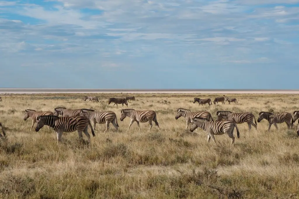 The Great Zebra Migration: A Majestic Journey Across Africa 10 The Great Zebra Migration