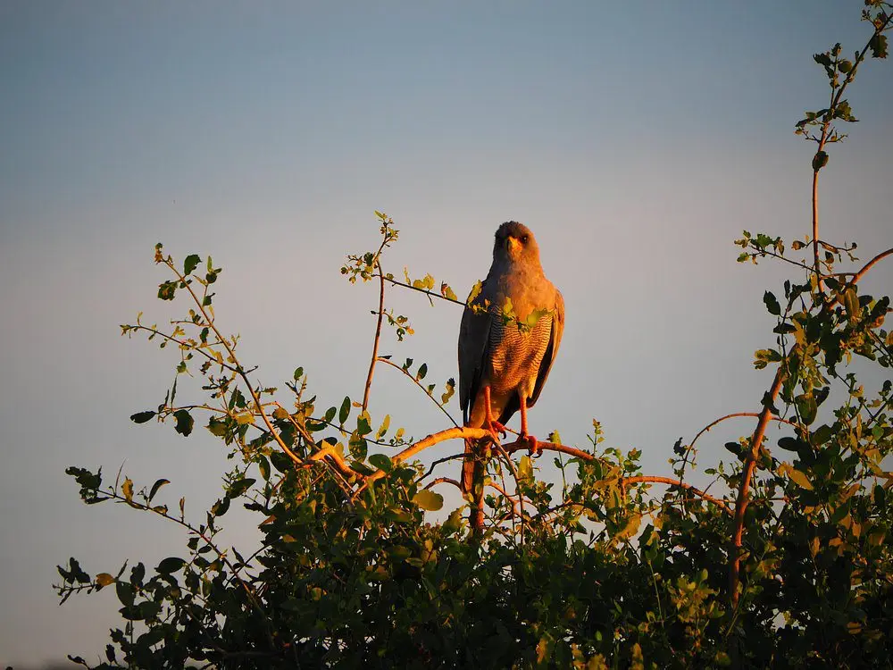 Kenya Safaris 18 12 Days 11 Nights Kenya Safari