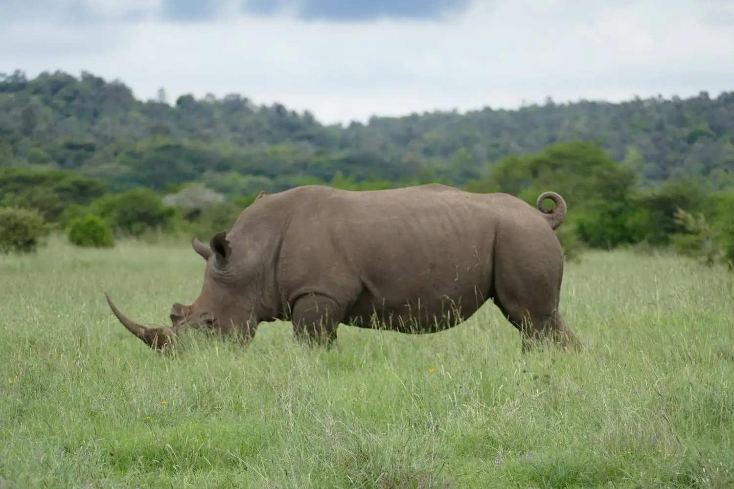 Big Five Safari Guide: Everything You Need To Know About Africa'S Most Iconic Wildlife 7 Rhino Grazing in Maasai Mara on a Safari in Kenya