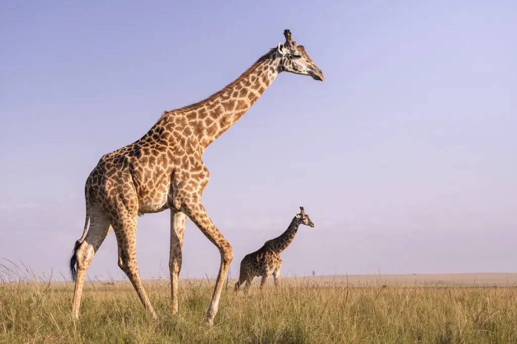 What To Expect On Your First African Safari 7 Kenyan Safari