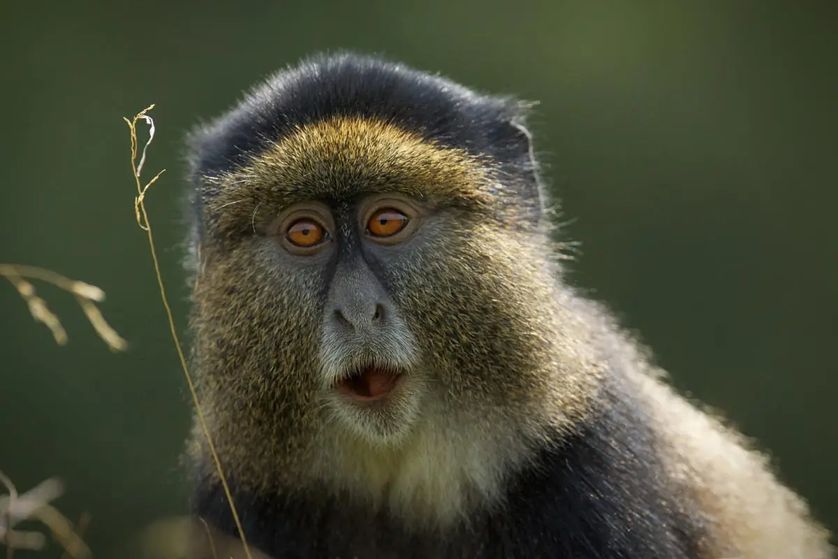 Rwanda Safaris 8 Rwanda Safaris - Luxury Rwanda Tour Packages