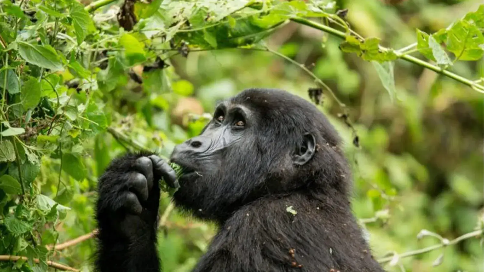 Rwanda Safaris 9 Rwanda Safaris - Luxury Rwanda Tour Packages