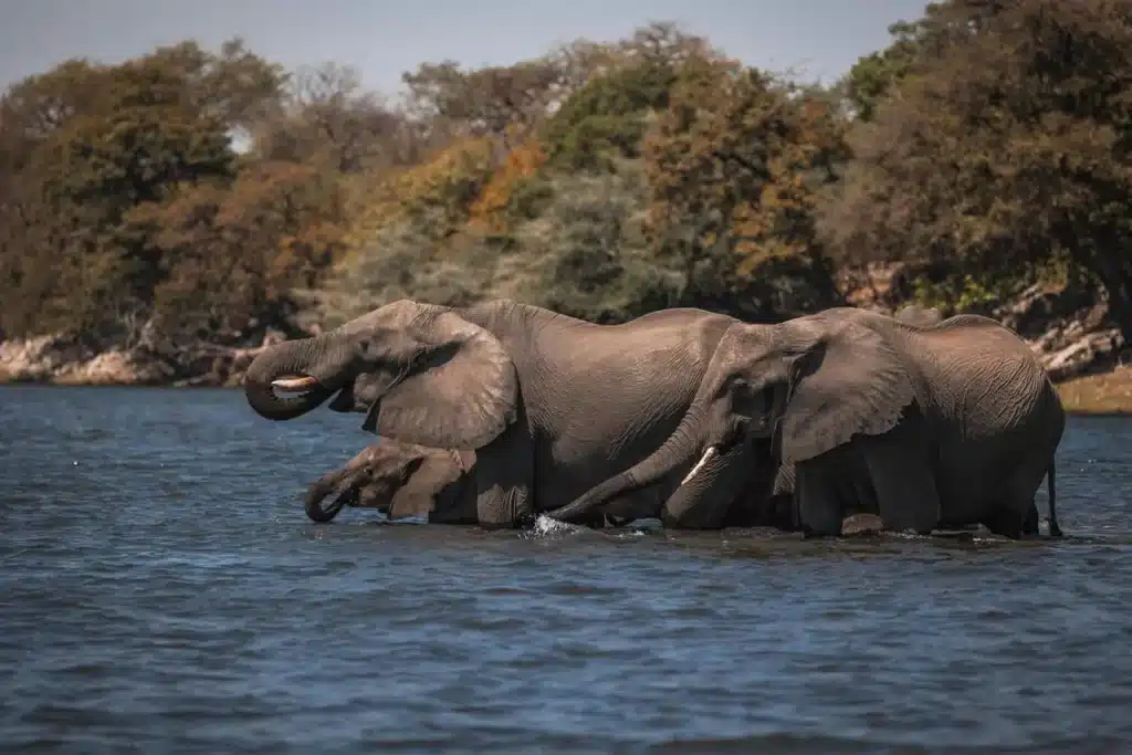 Zambezi Queen