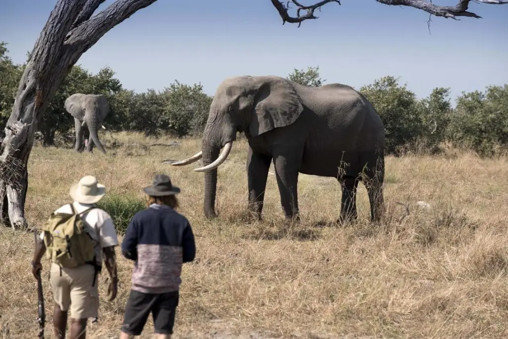 What Are The Best Safari Activities In Botswana 14 Best Safari Activities in Botswana