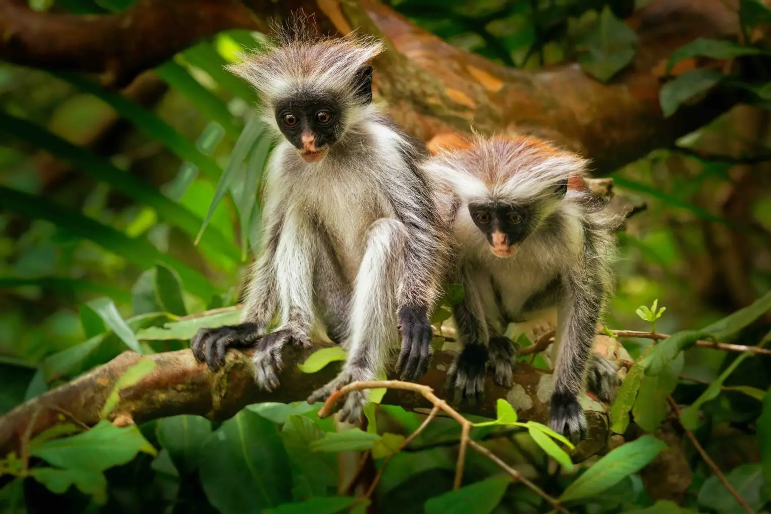 Endangered Animals You’re Likely to Spot on Safari