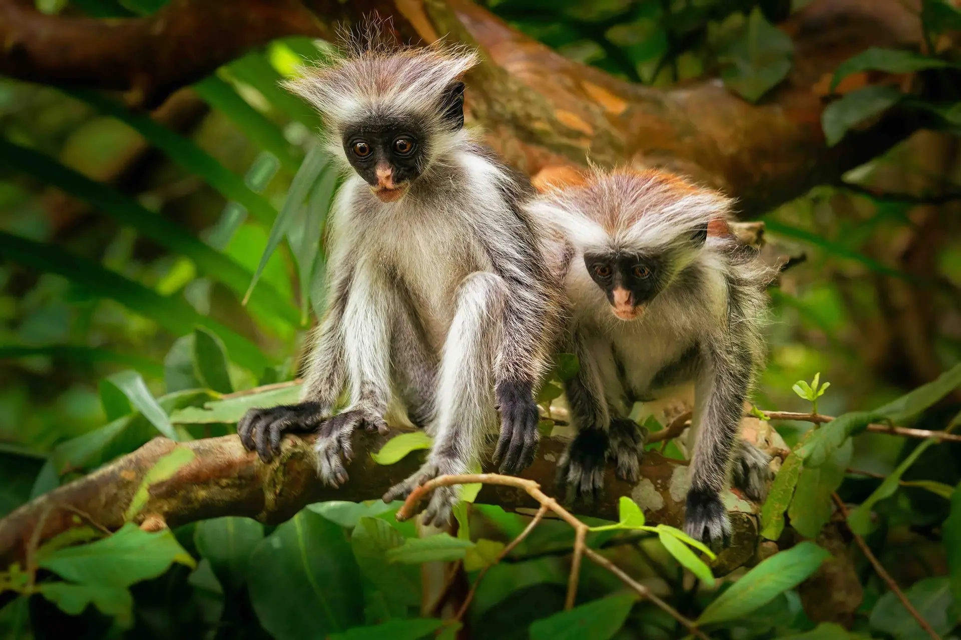 Endangered Animals You’re Likely to Spot on Safari
