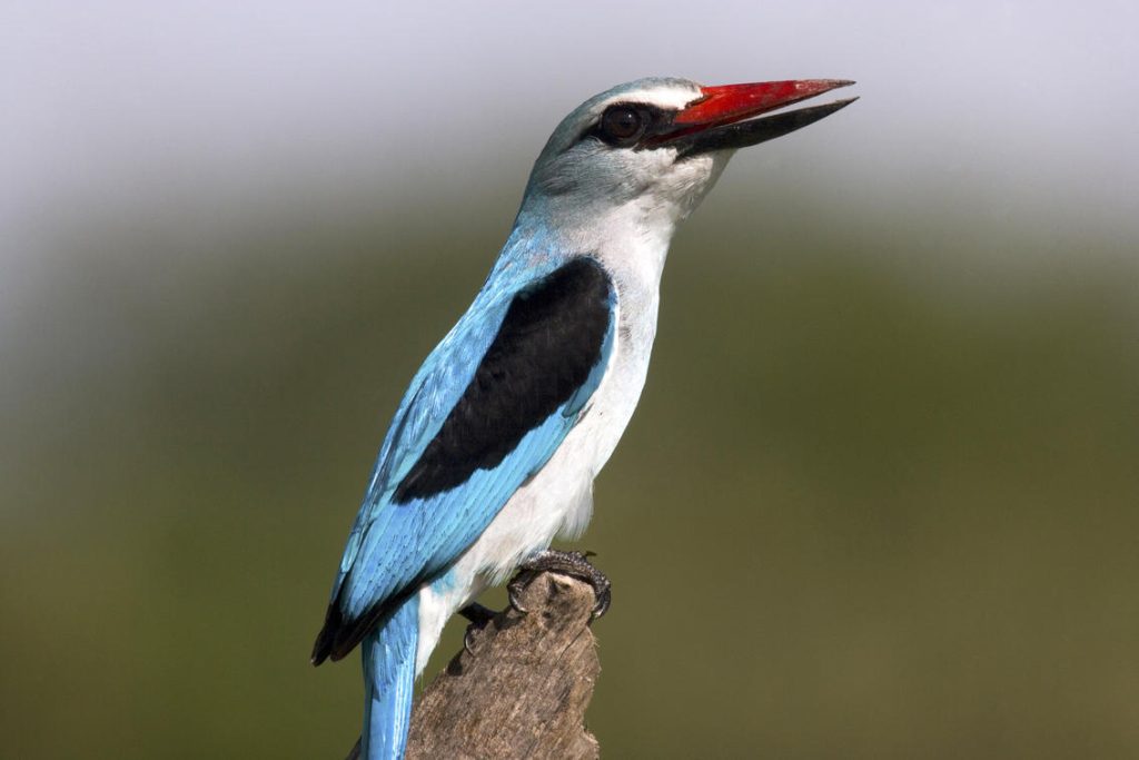 What Are The Best Safari Activities In Botswana 16 Best Safari Activities in Botswana