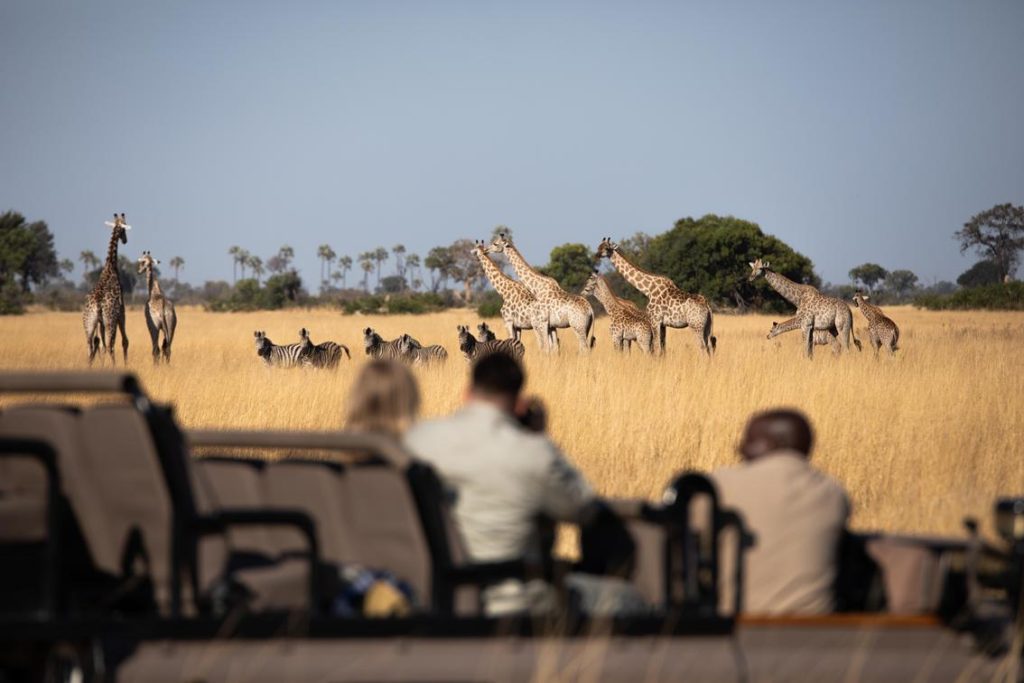 What Are The Best Safari Activities In Botswana 11 Best Safari Activities in Botswana